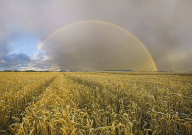 manzara görünümü gökkuşağı şehir dışında ve kırsal alan 