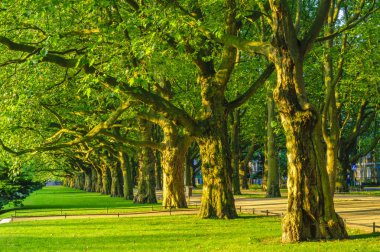 Bahar Parkı, avenue ağaçlar, yeşil yaprakları, yeşil çim