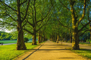 Bahar Parkı, avenue ağaçlar, yeşil yaprakları, yeşil çim