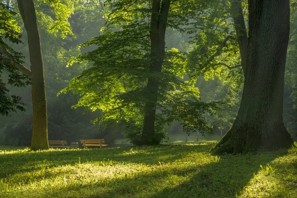 Panorama del parco primaverile in una mattina soleggiata e soleggiata — Foto Stock