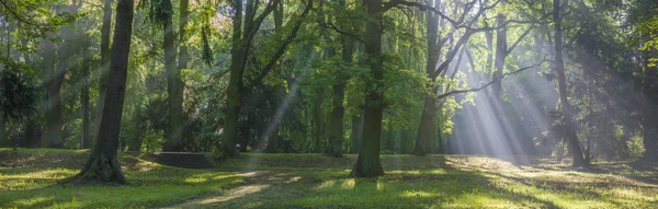 Panorama del parco primaverile in una mattina soleggiata e soleggiata — Foto Stock