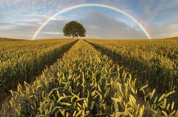 Sabah buğday alan, alan raibow Panoraması — Stok fotoğraf