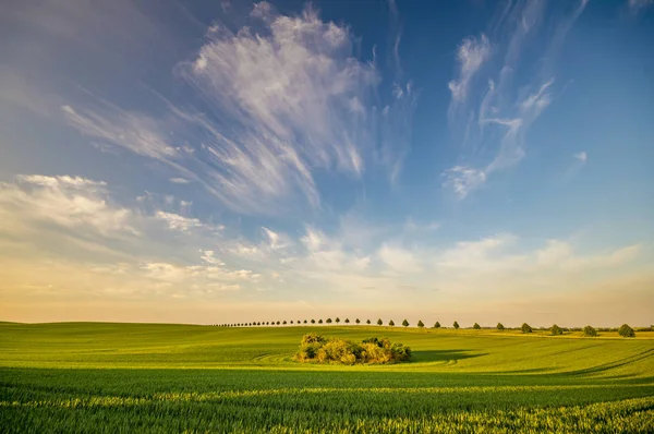 Uma Fileira Árvores Verdes Jovens Desaparecendo Atrás Horizonte Campo Primavera — Fotografia de Stock