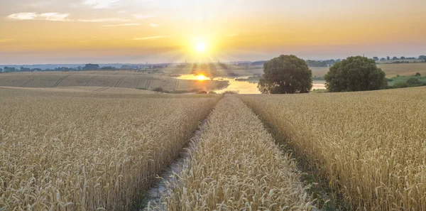 Solen stiger över ett fält av moget vete — Stockfoto