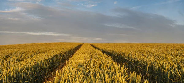 Panorama del campo di grano al mattino — Foto Stock