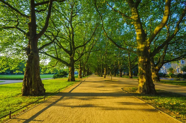 Primavera Nel Parco Viale Alberi Foglie Verdi Erba Verde — Foto Stock