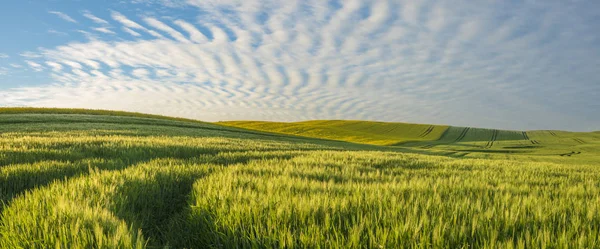 Panoráma a tavasz, zöld mező — Stock Fotó