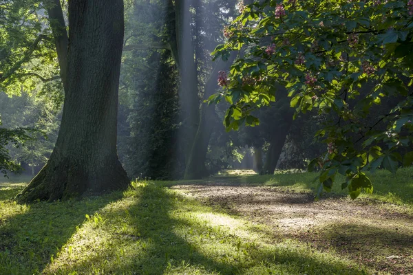 Frühlingsparkpanorama an einem sonnigen Morgen — Stockfoto