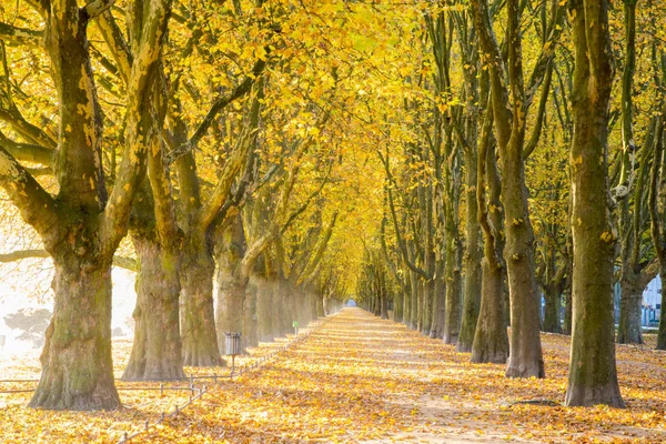 Piękny Jesienny Park Miejski — Zdjęcie stockowe