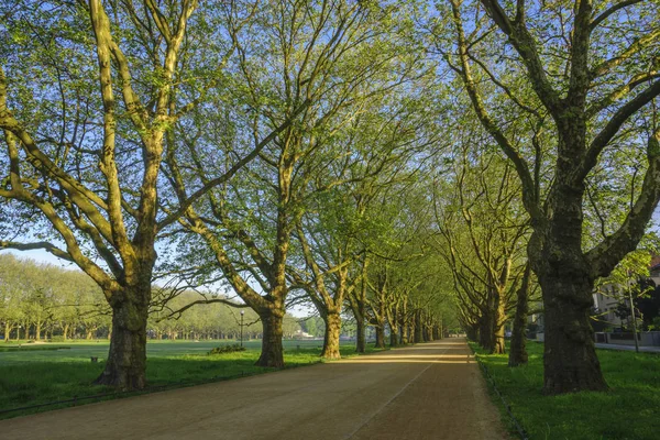 Viale Platani Parco Primaverile — Foto Stock