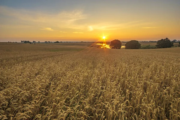 The sun rising over a field of ripe wheat — Stock Photo, Image