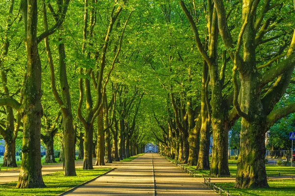 Wiosna Parku Aleja Drzew Zielone Liście Trawa Zielona — Zdjęcie stockowe