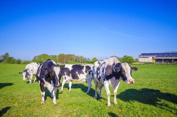 Vacas Jóvenes Novillas Pasto — Foto de Stock