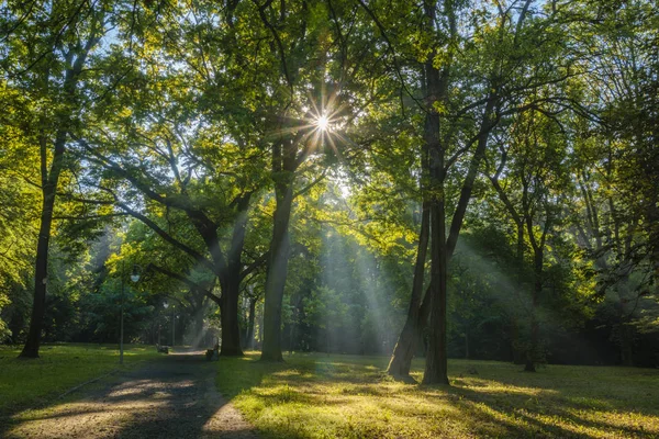 日当たりの良い、日当たりの良い朝の春公園のパノラマ — ストック写真