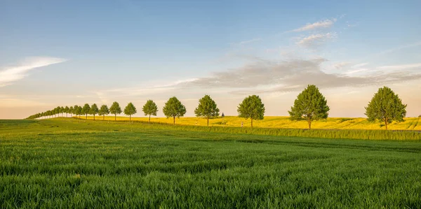 Panorama, wiosna, zielone pola — Zdjęcie stockowe