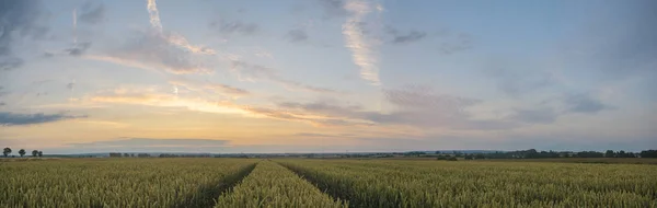 Panorama del campo de trigo por la mañana — Foto de Stock