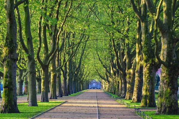 Wiosna Parku Aleja Drzew Zielone Liście Trawa Zielona — Zdjęcie stockowe