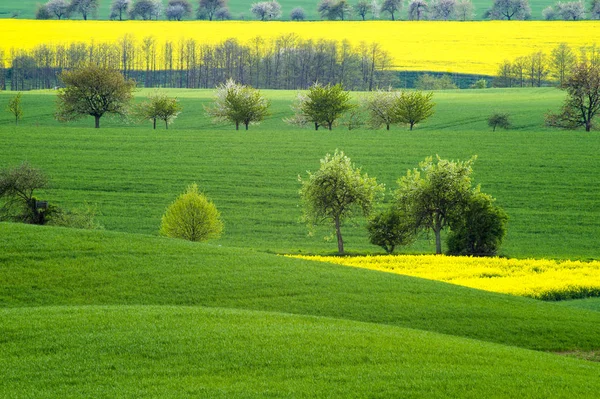 Весеннее поле в Германии, сельскохозяйственные угодья в Бранденбурге — стоковое фото