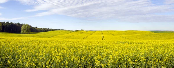 Panorama di primavera, campo verde — Foto Stock