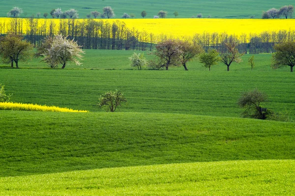 Tavaszi mező Németországban, Brandenburg mezőgazdasági földterület — Stock Fotó