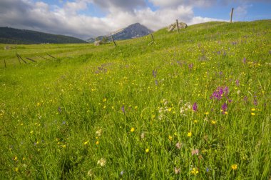 green, spring meadows in Durmitor national park, Montenegro clipart