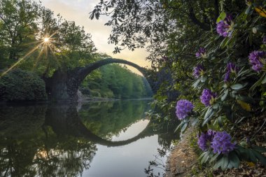 Kromlau, Almanya, Şeytan Köprüsü arka planda bir parkta Blooming ormangülü çiçek
