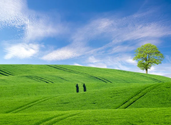 Самотнє Дерево Зеленому Полі — стокове фото