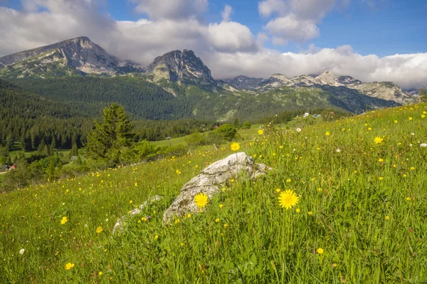 Groen Lente Weilanden Het Durmitor Nationaal Park Montenegro — Stockfoto