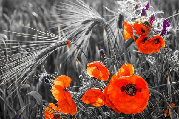 Rote Mohnblumen, selektive Farbe — Stockfoto