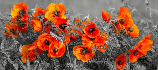 Panorama Field Poppies — Stock Photo, Image