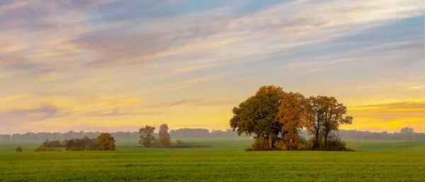 Hösten Oaks Ett Grönt Fält — Stockfoto