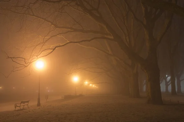 Алея Літаючих Дерев Холодну Туманну Ніч — стокове фото
