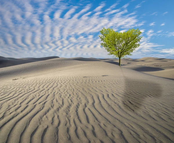 vision of hope, green tree in the desert