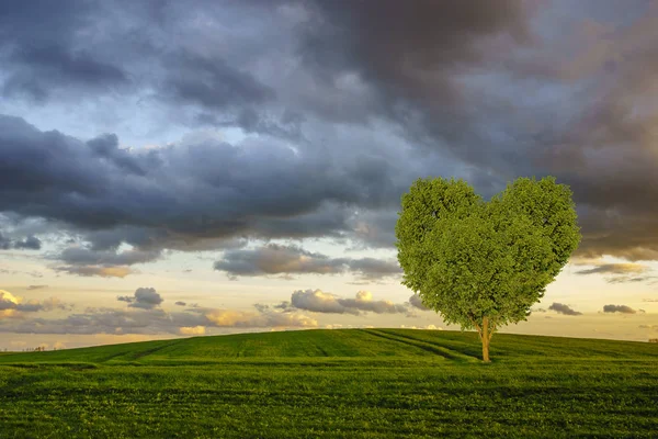 Zielone drzewo w kształcie serca, na łące — Zdjęcie stockowe