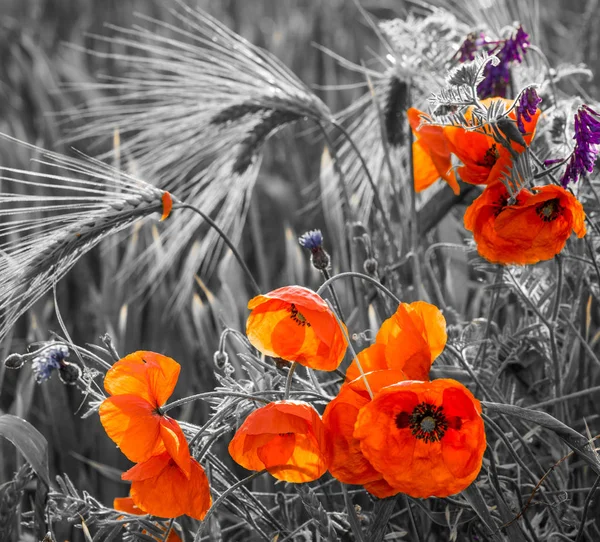 Kırmızı poppies, seçmeli renk — Stok fotoğraf