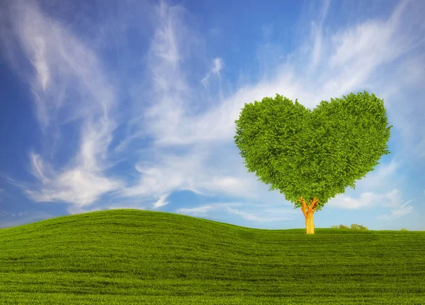 Yeşil Kalp Şeklinde Ağaç Bahar Çayır Üzerinde — Stok fotoğraf