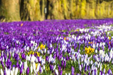 Şehir Parkı baharda çiçek açan Çiğdem