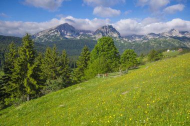 yeşil, Bahar meadows Durmitor Milli Park, Karadağ