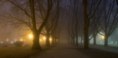 Avenue ve soğuk ve sisli bir gecede uçak ağaçlarının