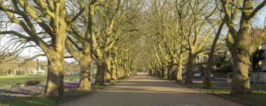 çim ve ağaçların üzerinde mor çiçekli bahar Parkı