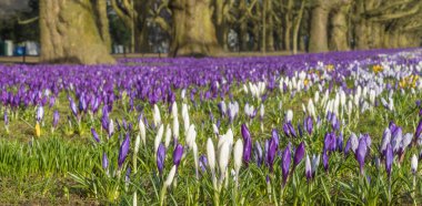 Şehir Parkı baharda çiçek açan Çiğdem