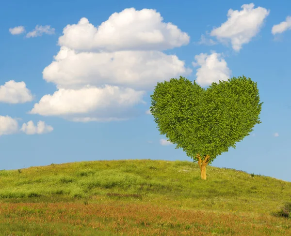 Grüner Herzförmiger Baum Auf Einer Frühlingswiese — Stockfoto