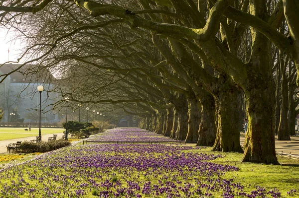 Parque Primavera Con Flores Moradas Césped Los Árboles — Foto de Stock