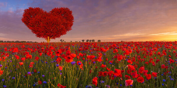 tree in the shape of a red heart on the poppy meadow