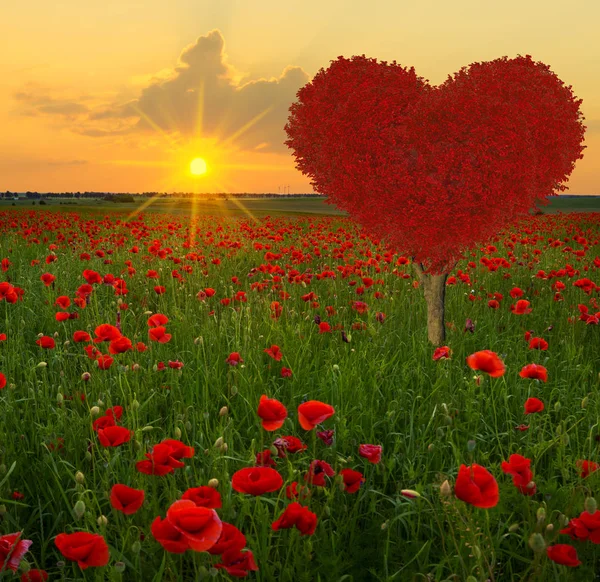 Albero Forma Cuore Rosso Sul Prato Papavero — Foto Stock