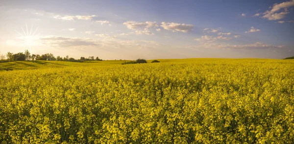 Ländliche Landschaft, Panorama des Frühlingsfeldes — Stockfoto