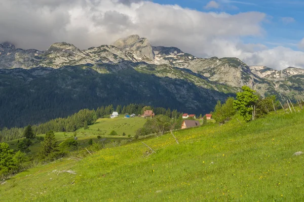 Grüne Frühlingshafte Wiesen Durmitor Nationalpark Montenegro — Stockfoto