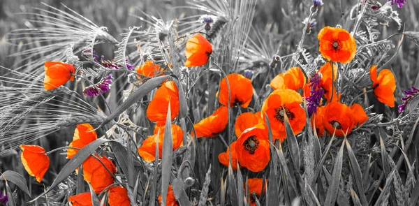 Rote Mohnblumen, selektive Farbe — Stockfoto