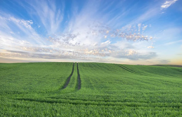 Zelené pole, panorama — Stock fotografie