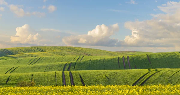 Landscape View Rural Field Gren Grass City — Stock Photo, Image